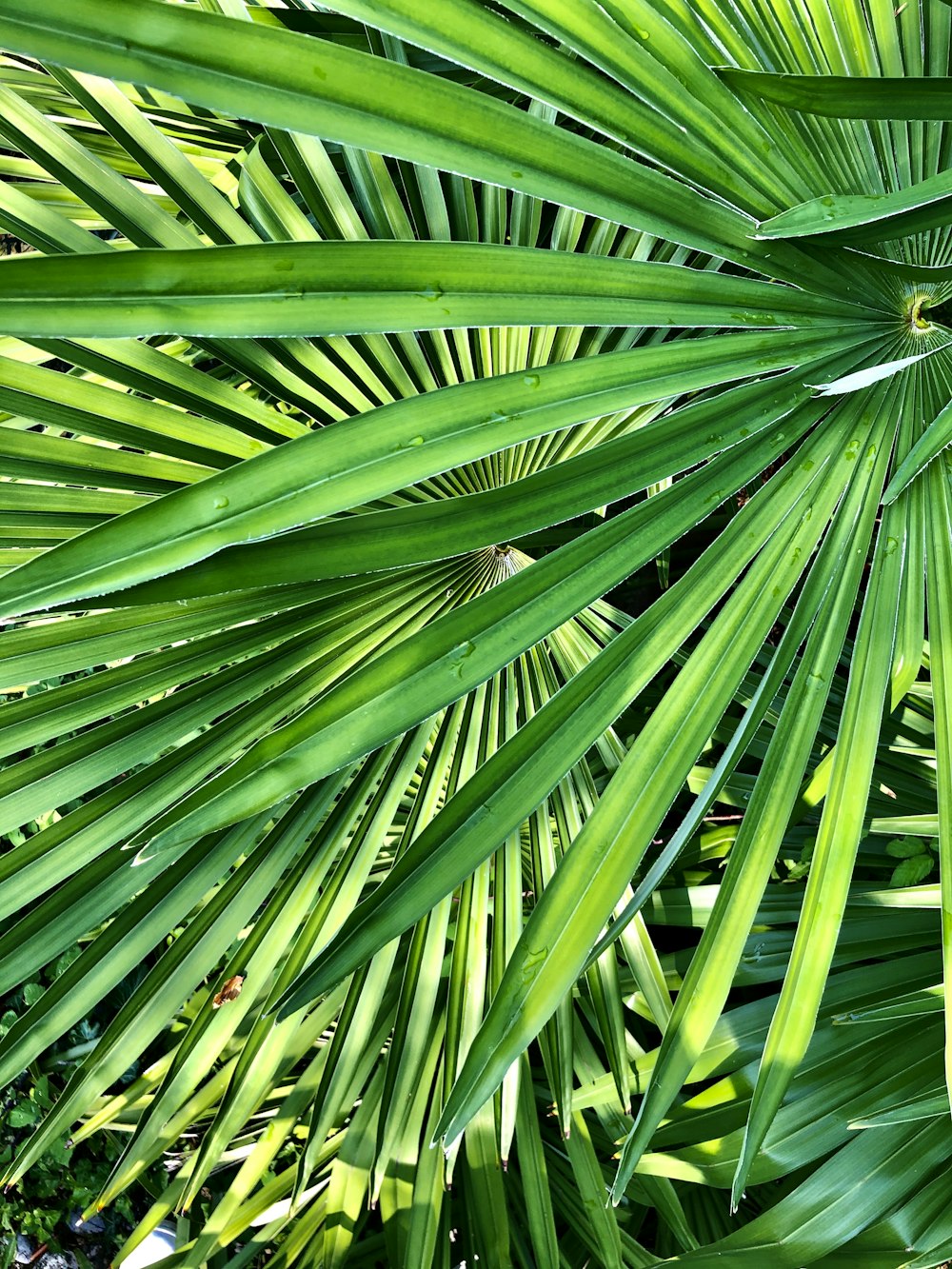 green leaf plant during daytime