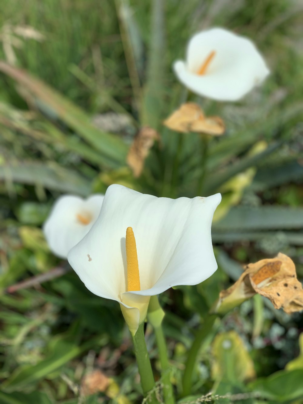 white flower in tilt shift lens