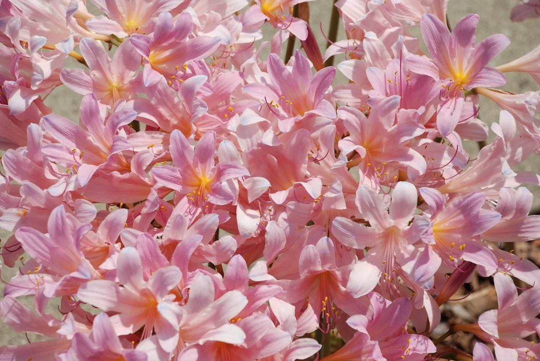 pink and white flowers during daytime