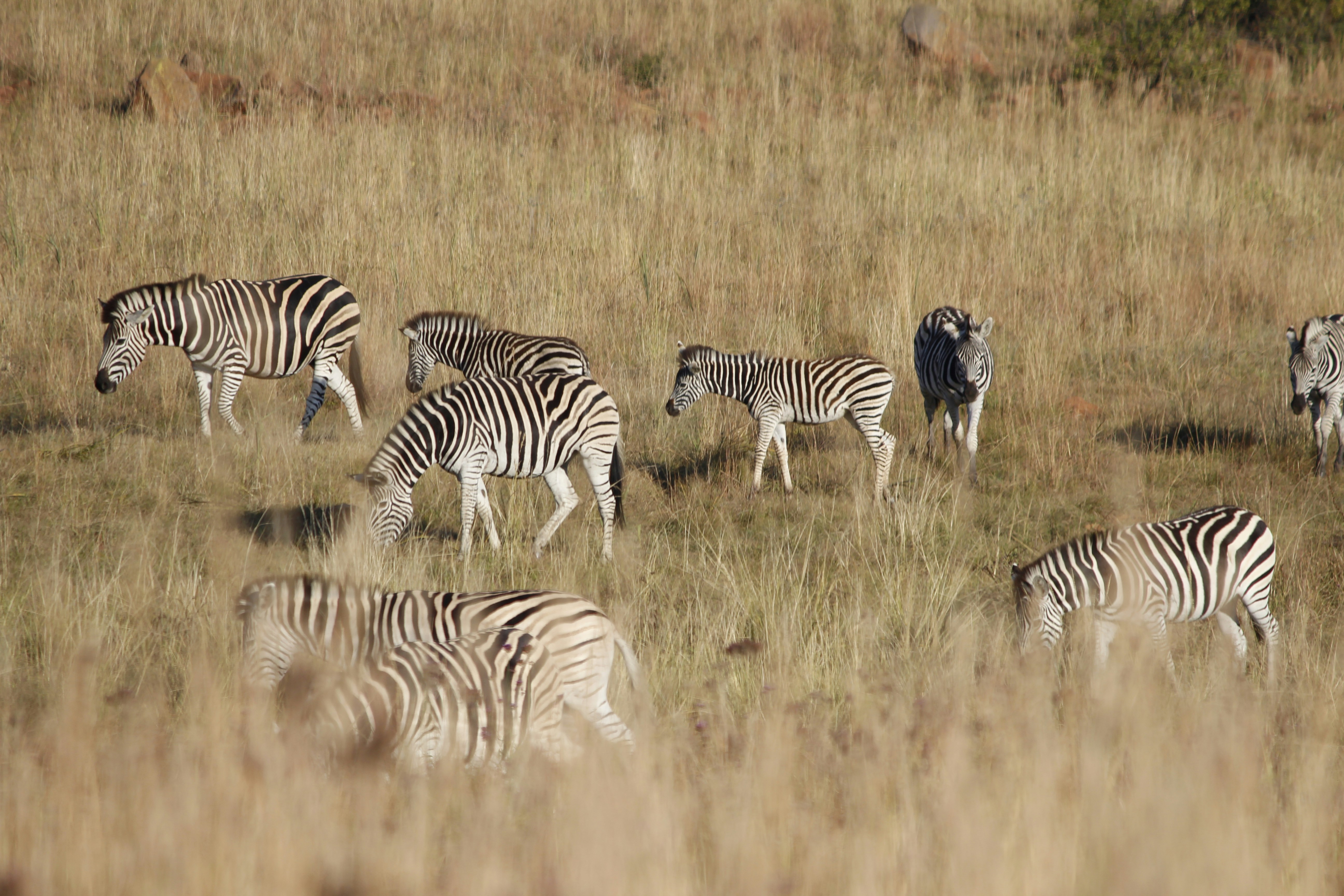 zebra on brown grass field during daytime