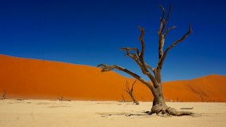 bare tree on desert during daytime