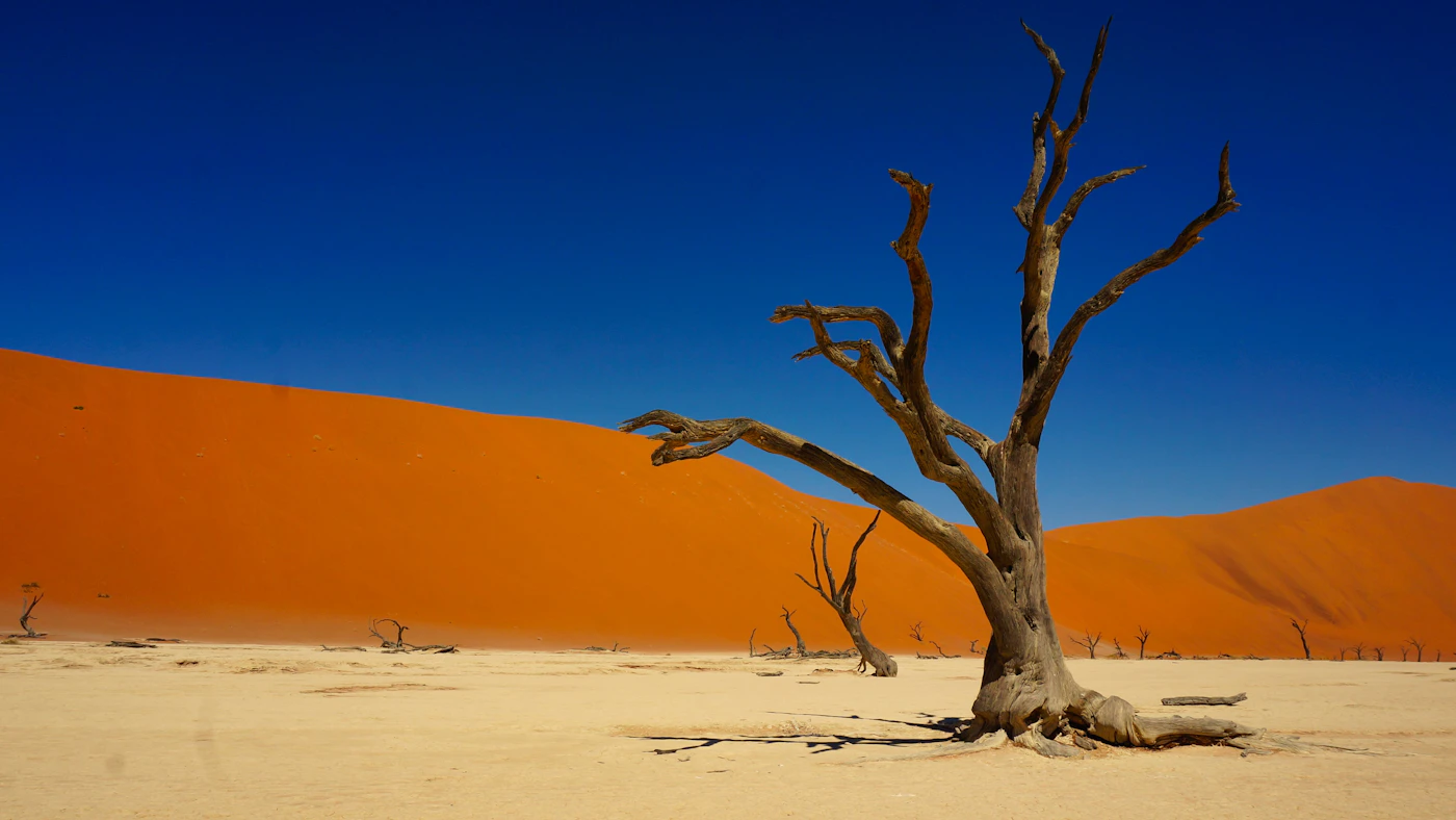 Dead camelthorn tree in Deadvlei against orange dunes