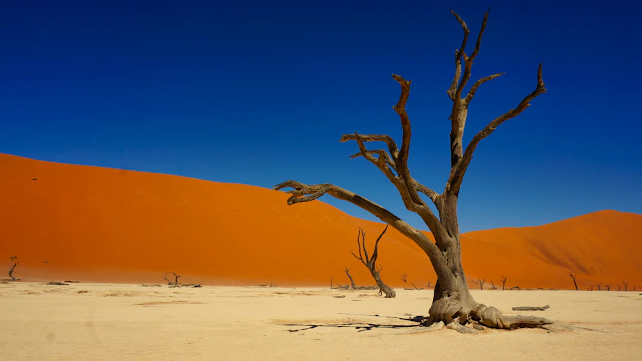 A dead camelthorn tree on the white clay pan of Deadvlei, Namibia