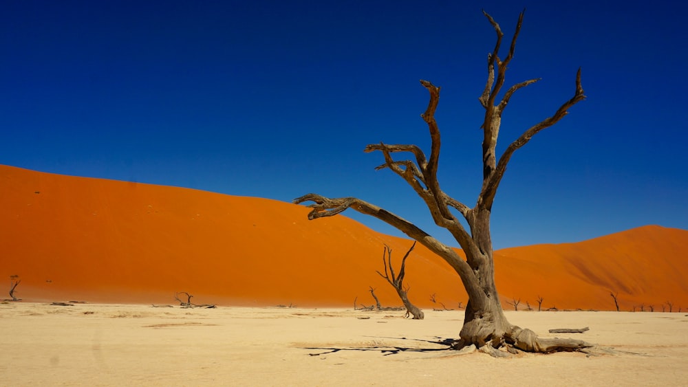 bare tree on desert during daytime