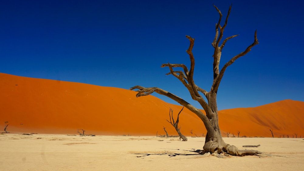 Árbol desnudo en el desierto durante el día