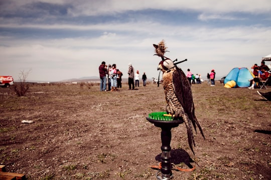 people standing on brown field during daytime in Pachuca Mexico