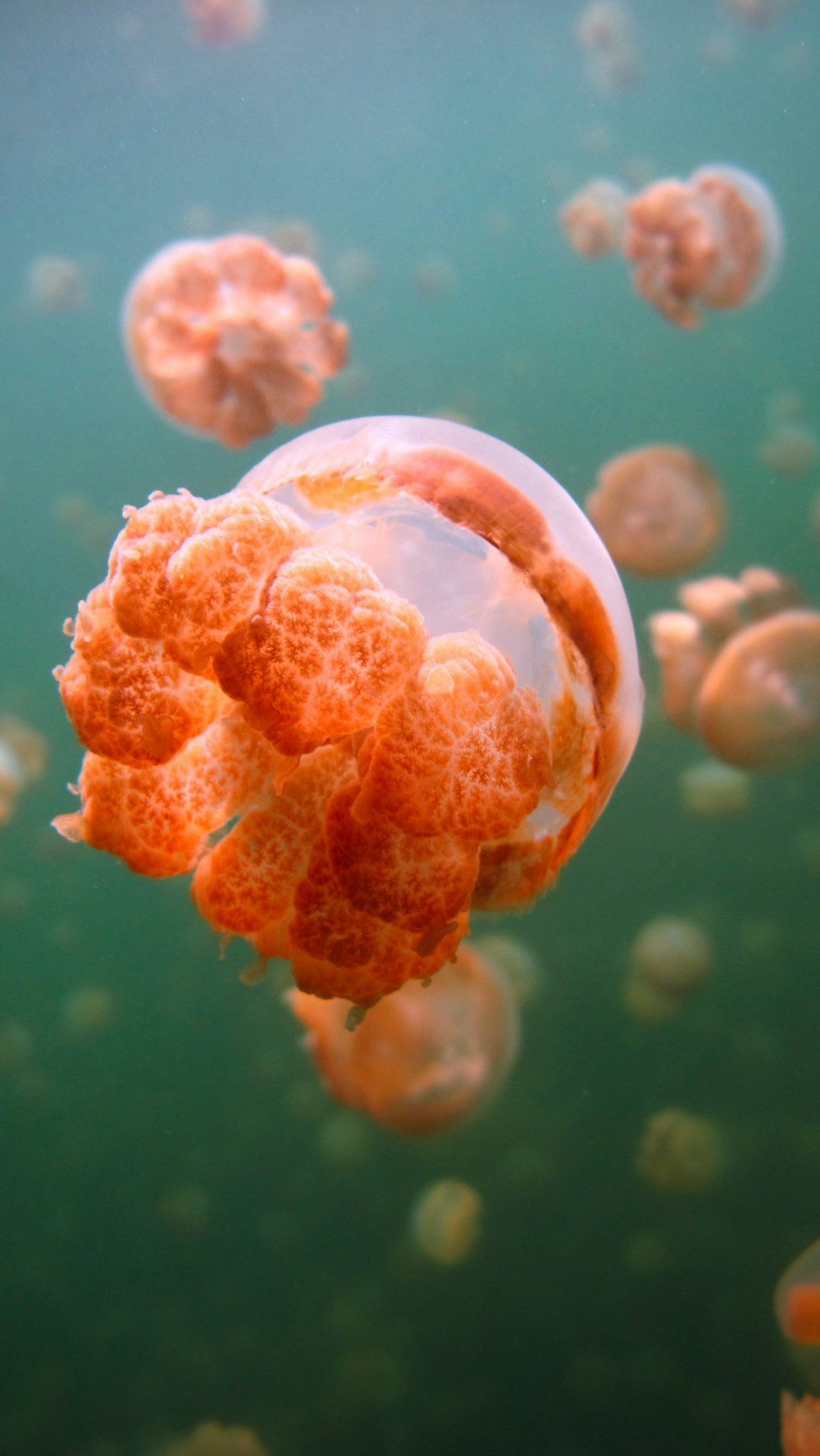 white and brown jellyfish in water