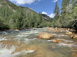 Clear mountain stream surrounded by native vegetation with volunteers gently removing debris.