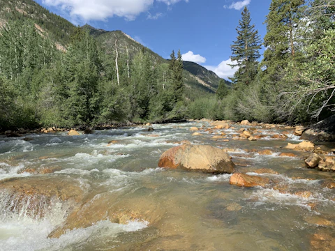 Clear mountain stream surrounded by native vegetation with volunteers gently removing debris.