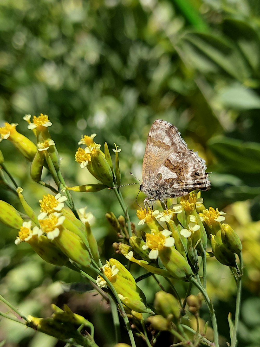 brown and white butterfly perched on yellow flower during daytime