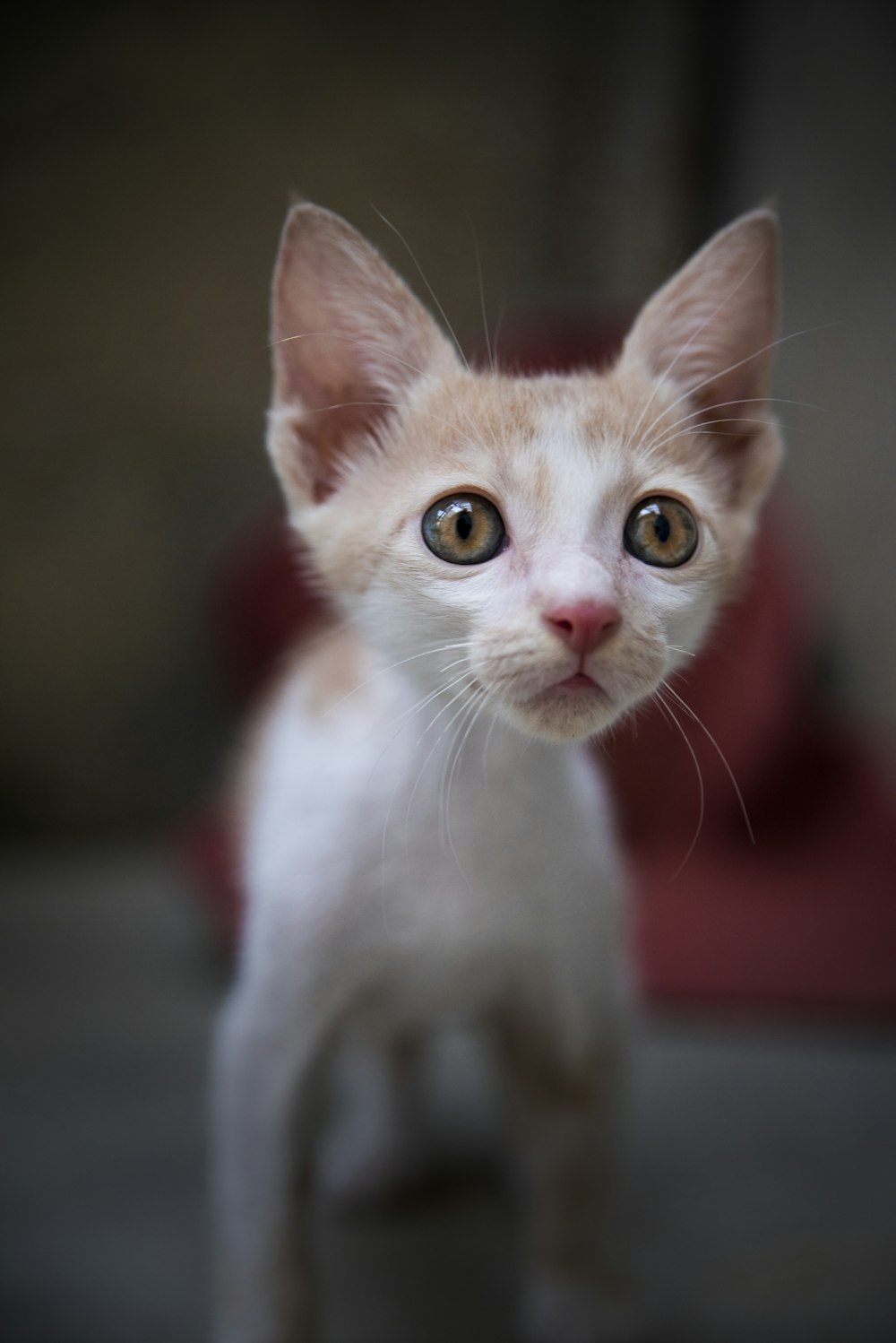 white cat with orange eyes