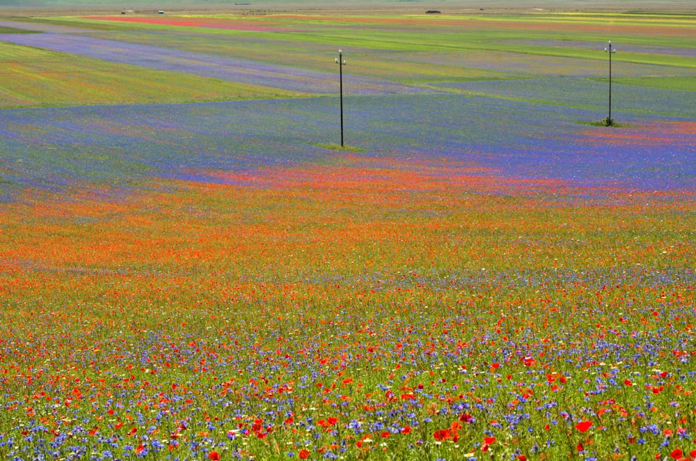 昼間の赤と紫の花畑