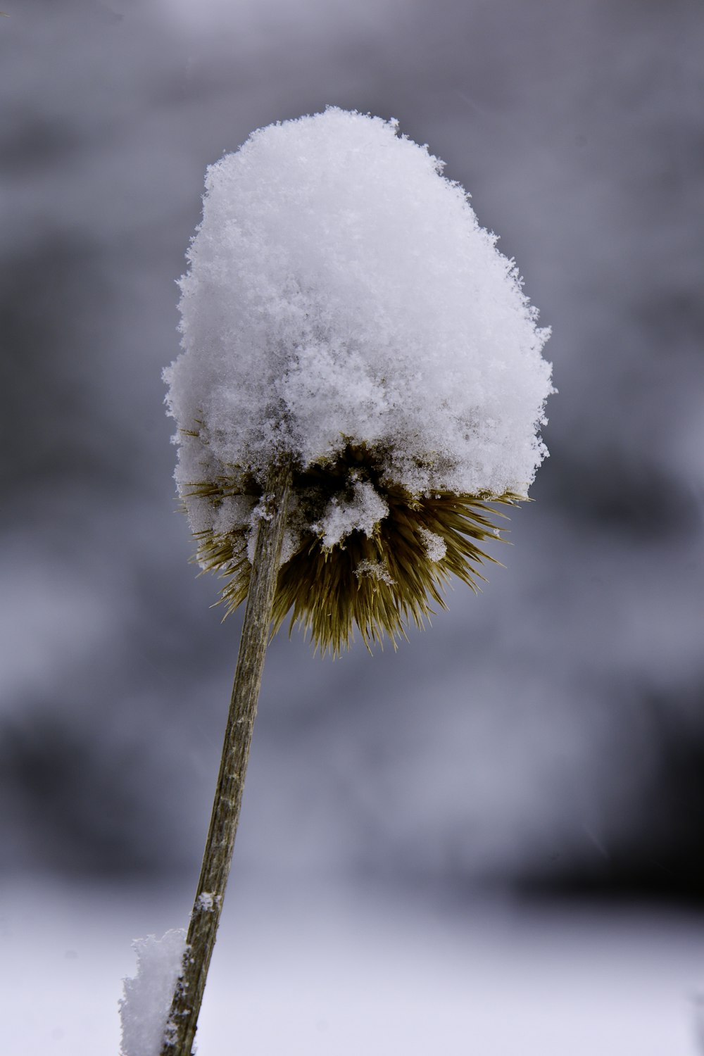 white snow on brown stick