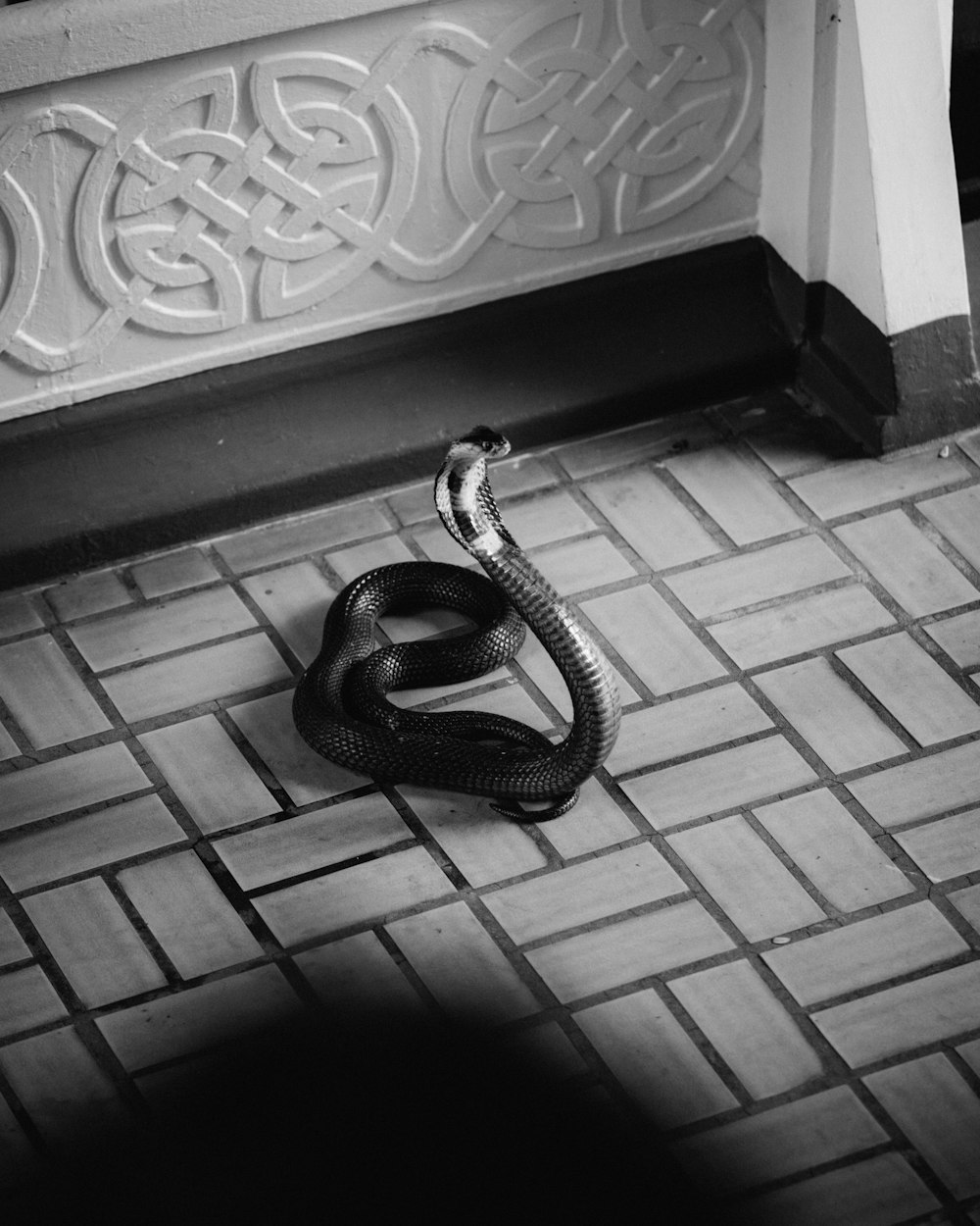 black and white snake on gray concrete floor