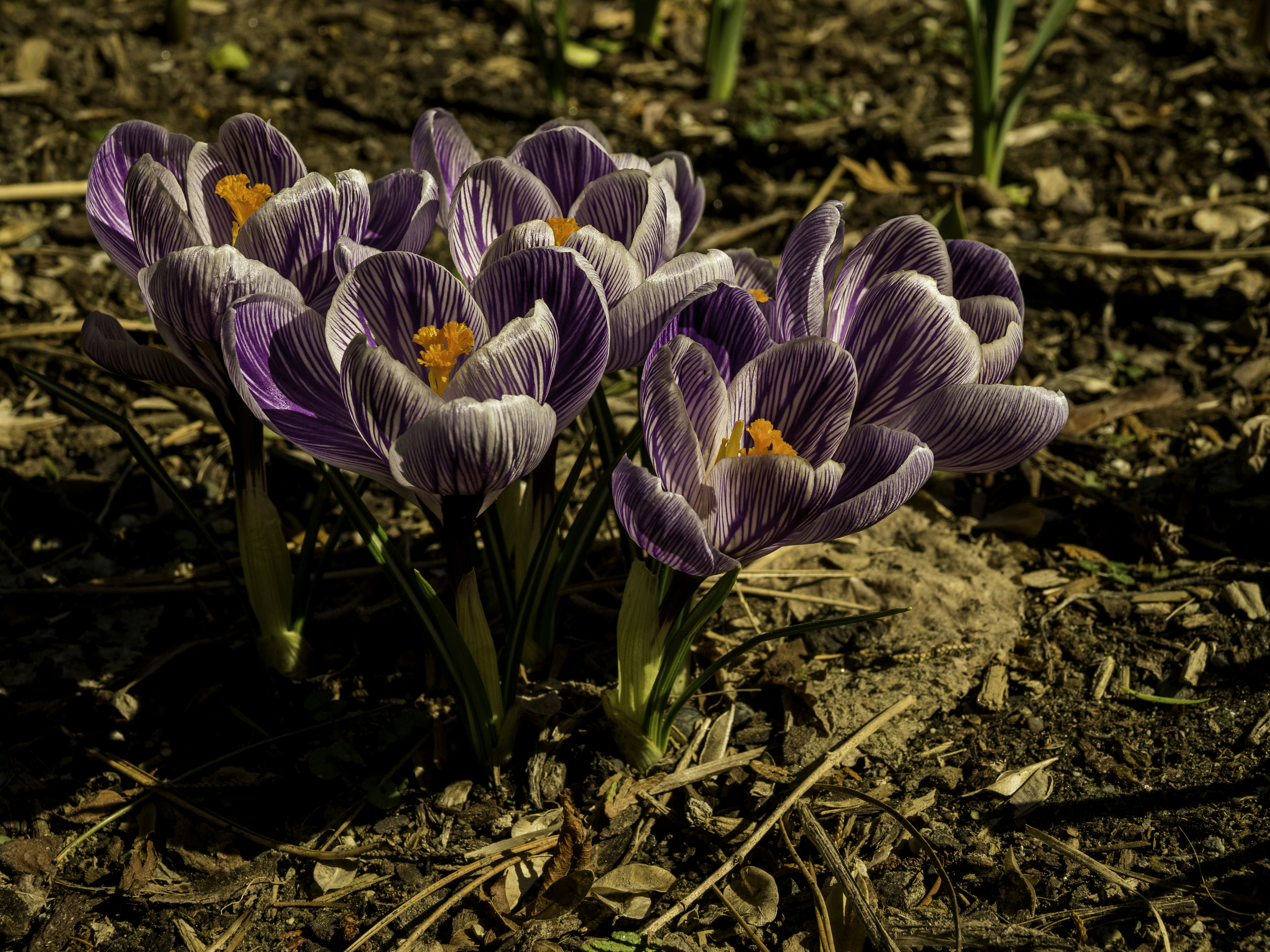 Photo by ronwhitaker