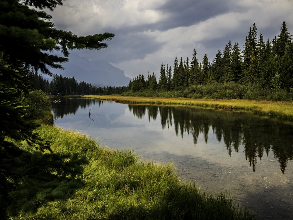 green trees beside river under cloudy sky during daytime