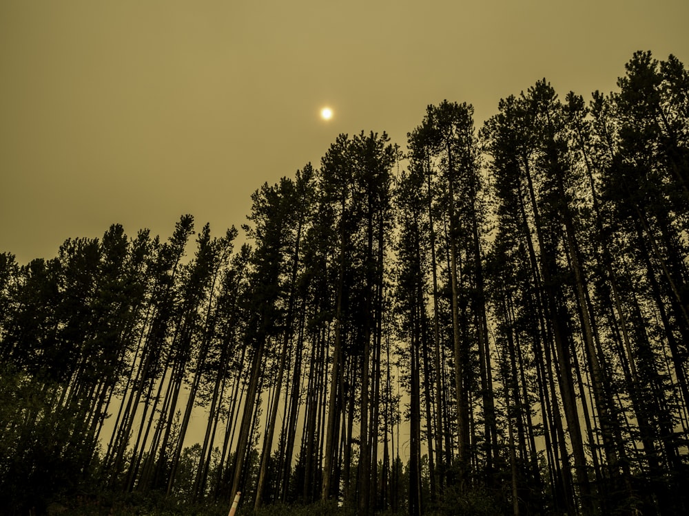 green trees under orange sky during sunset