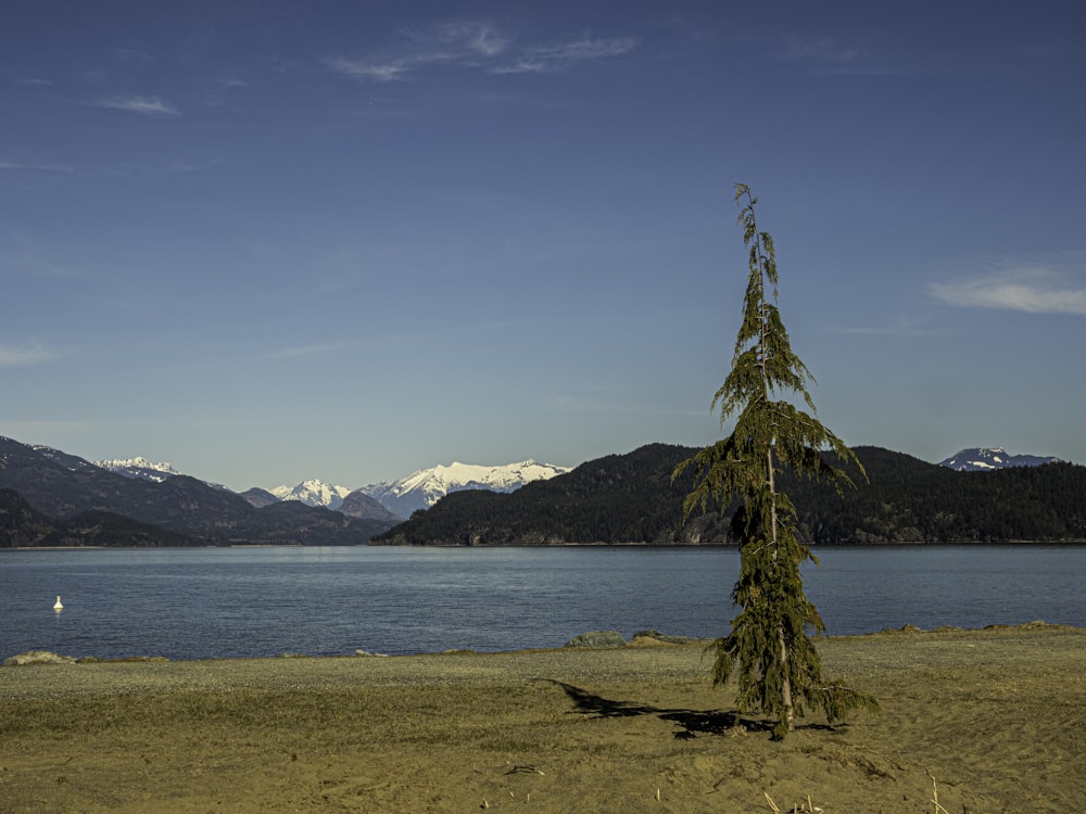 green tree near body of water during daytime