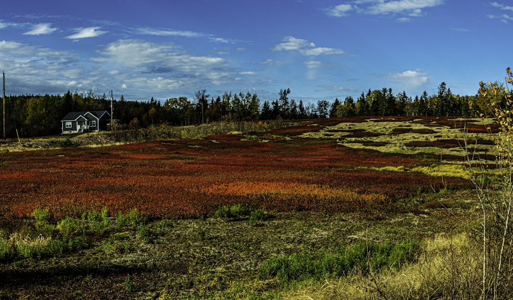red and green grass field under blue sky during daytime