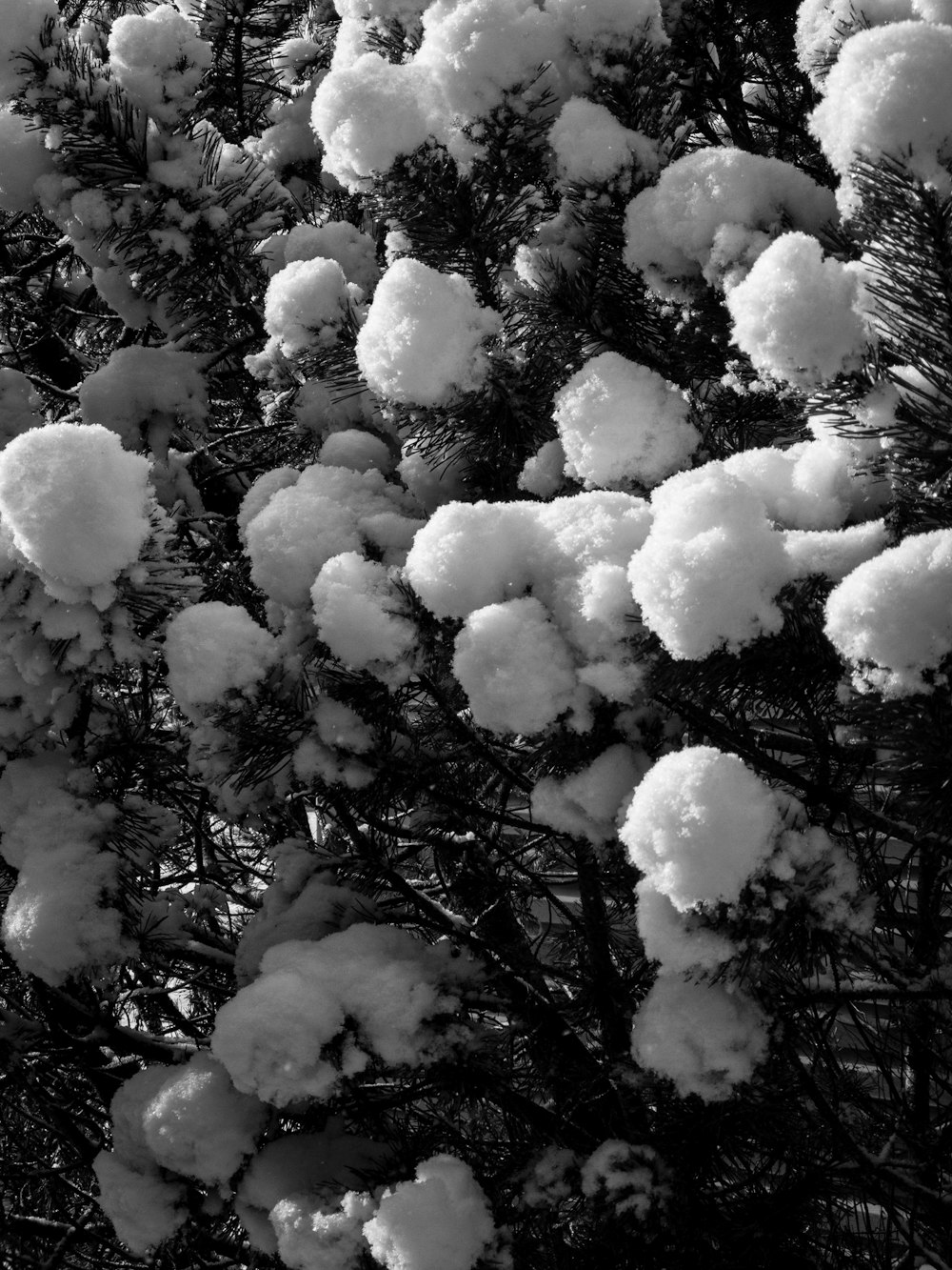 grayscale photo of white flowers