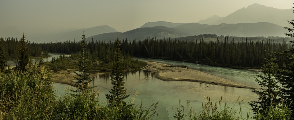 green trees near lake during daytime