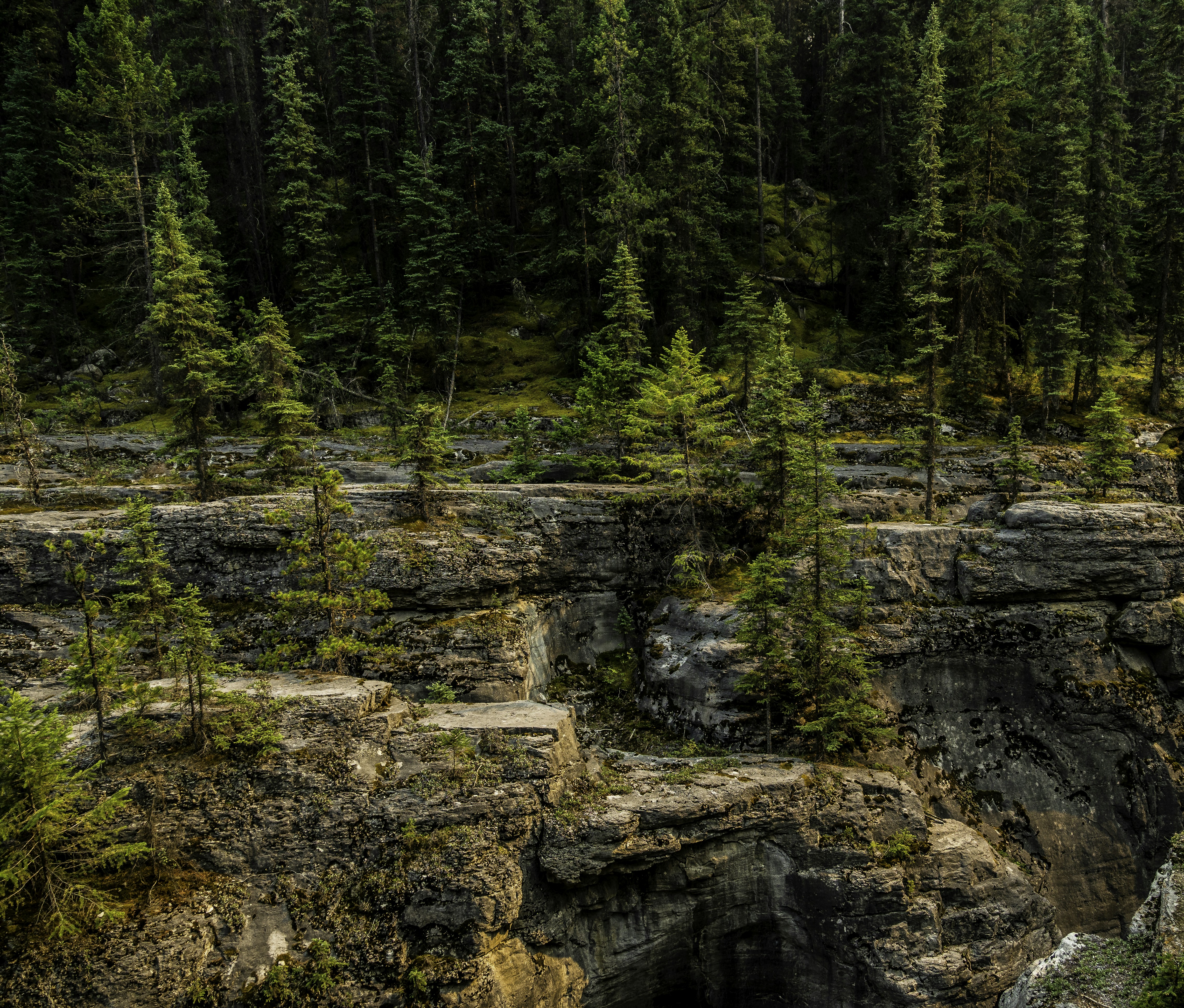 green trees on brown rocky mountain during daytime