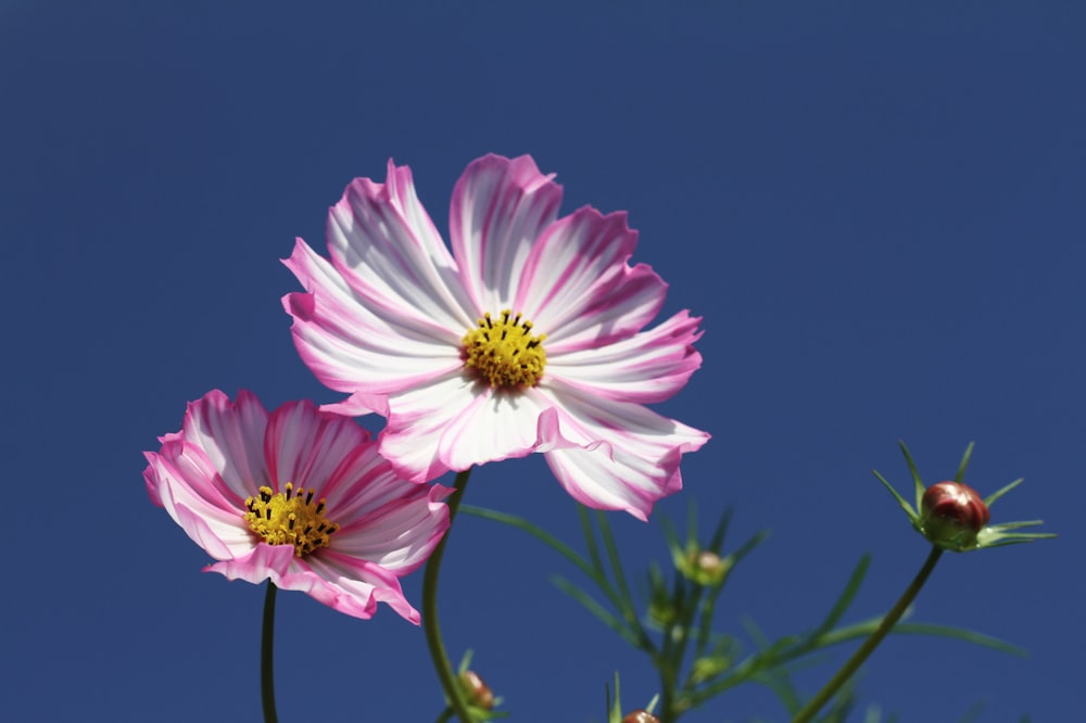 flor rosa e branca na fotografia de perto