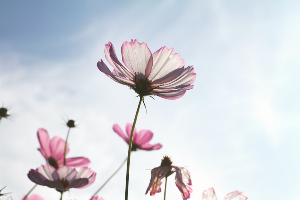 pink and white flower under blue sky