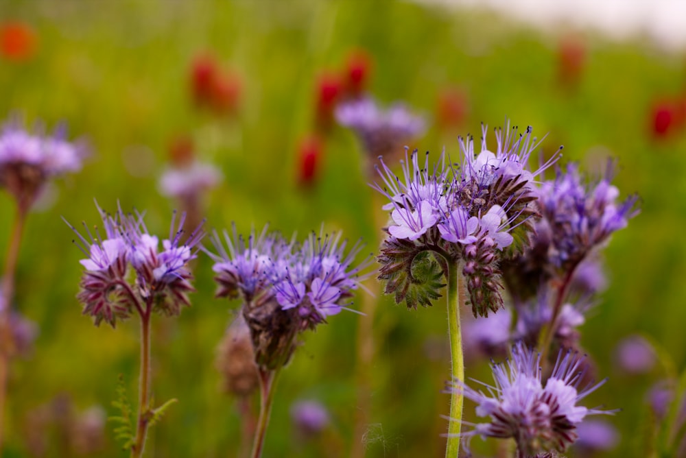 purple and white flower in tilt shift lens