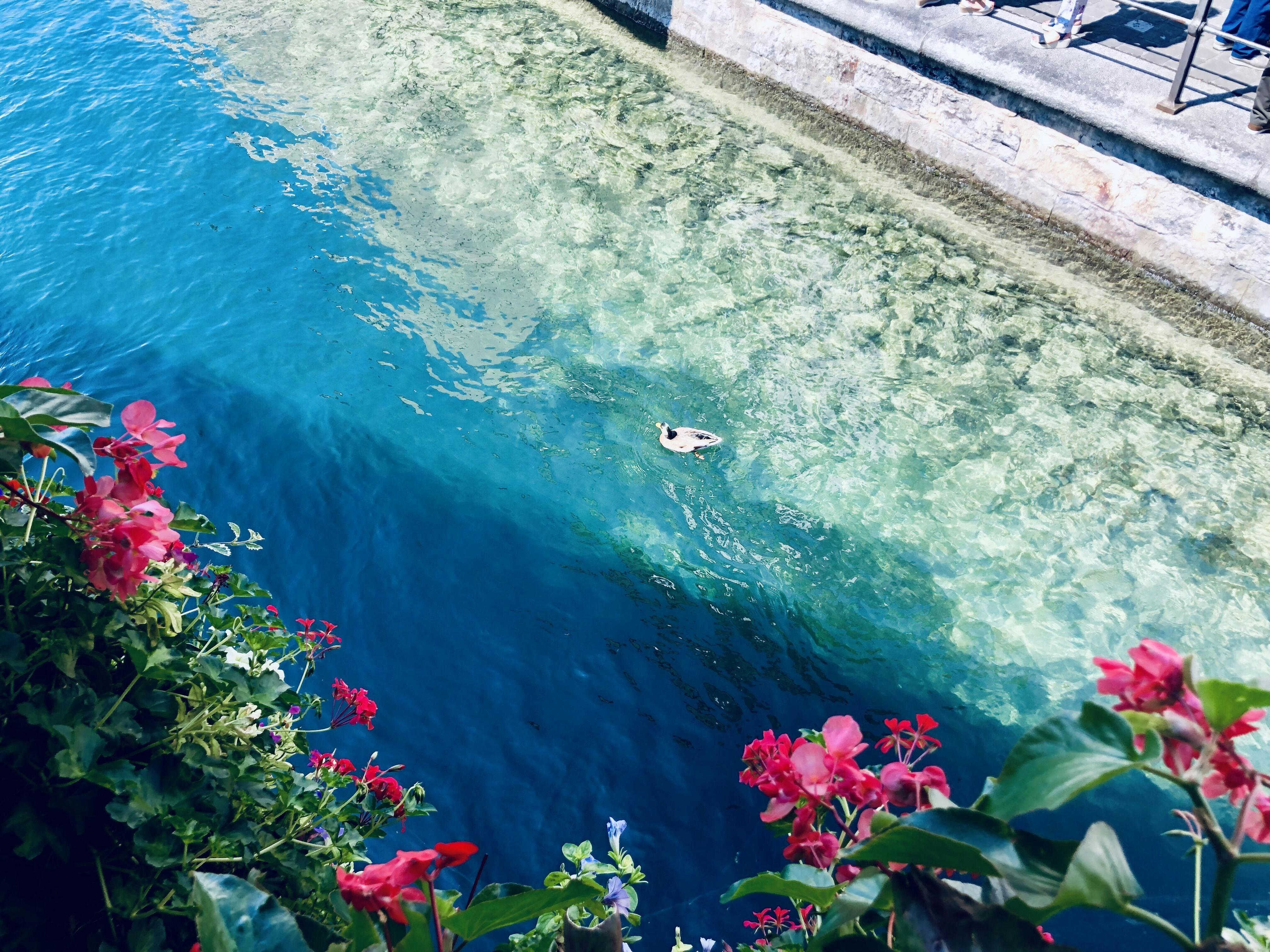 Water Flowers Pictures Download Free Images On Unsplash