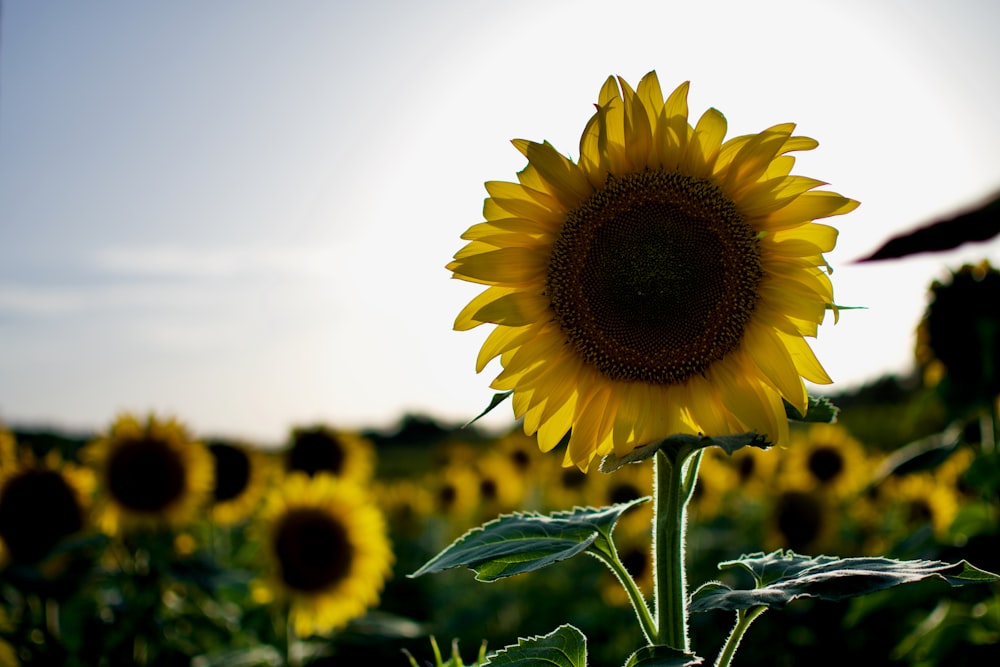 sunflower in tilt shift lens