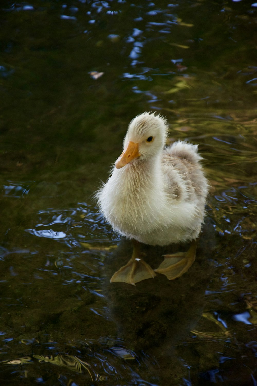 white duck on water during daytime