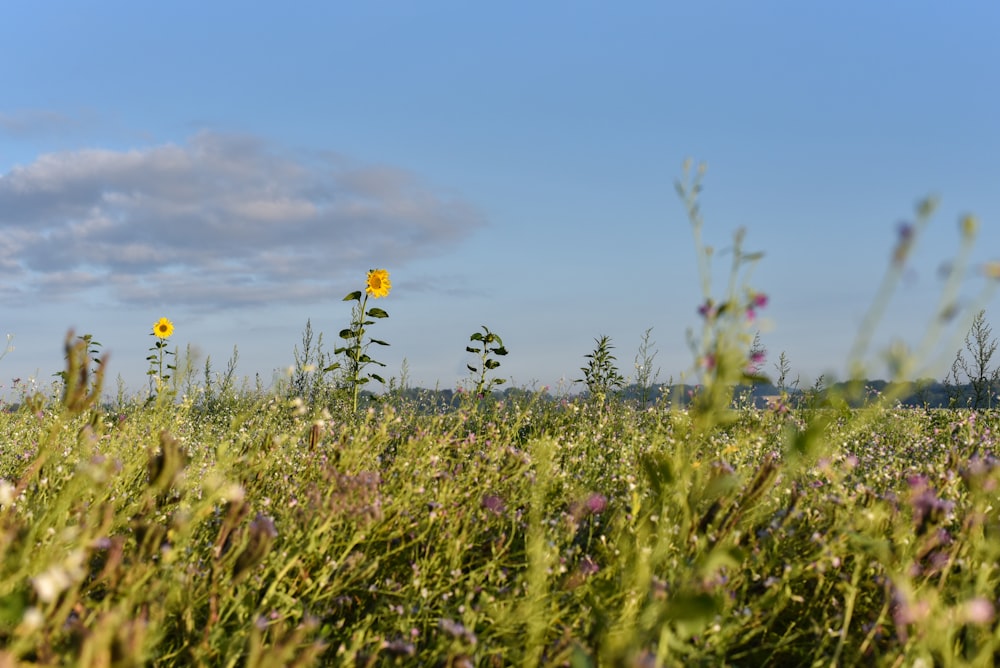 yellow flower field under blue sky during daytime