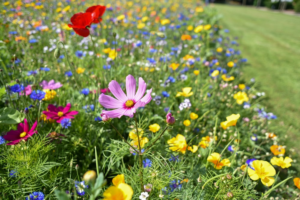 purple and yellow flower field during daytime