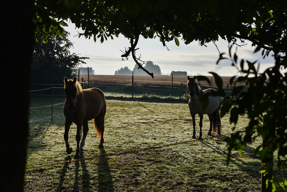 horses running on green grass field during daytime