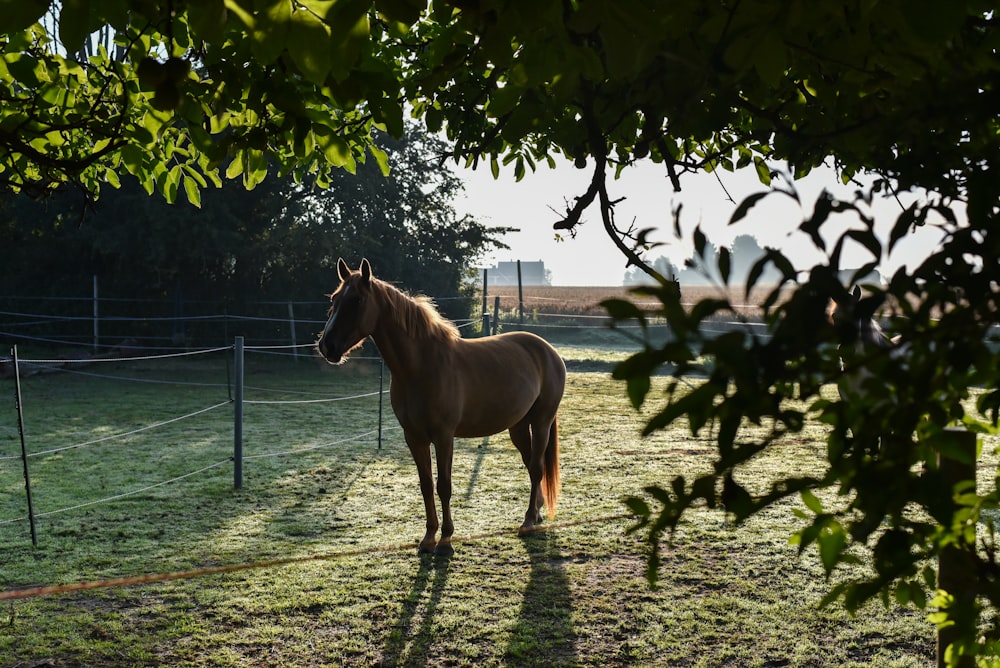 Braunes Pferd steht tagsüber auf grünem Rasen