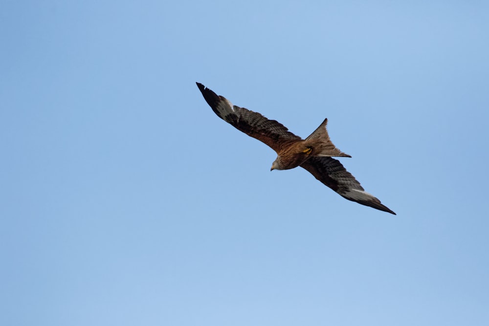 brown and white bird flying under blue sky during daytime