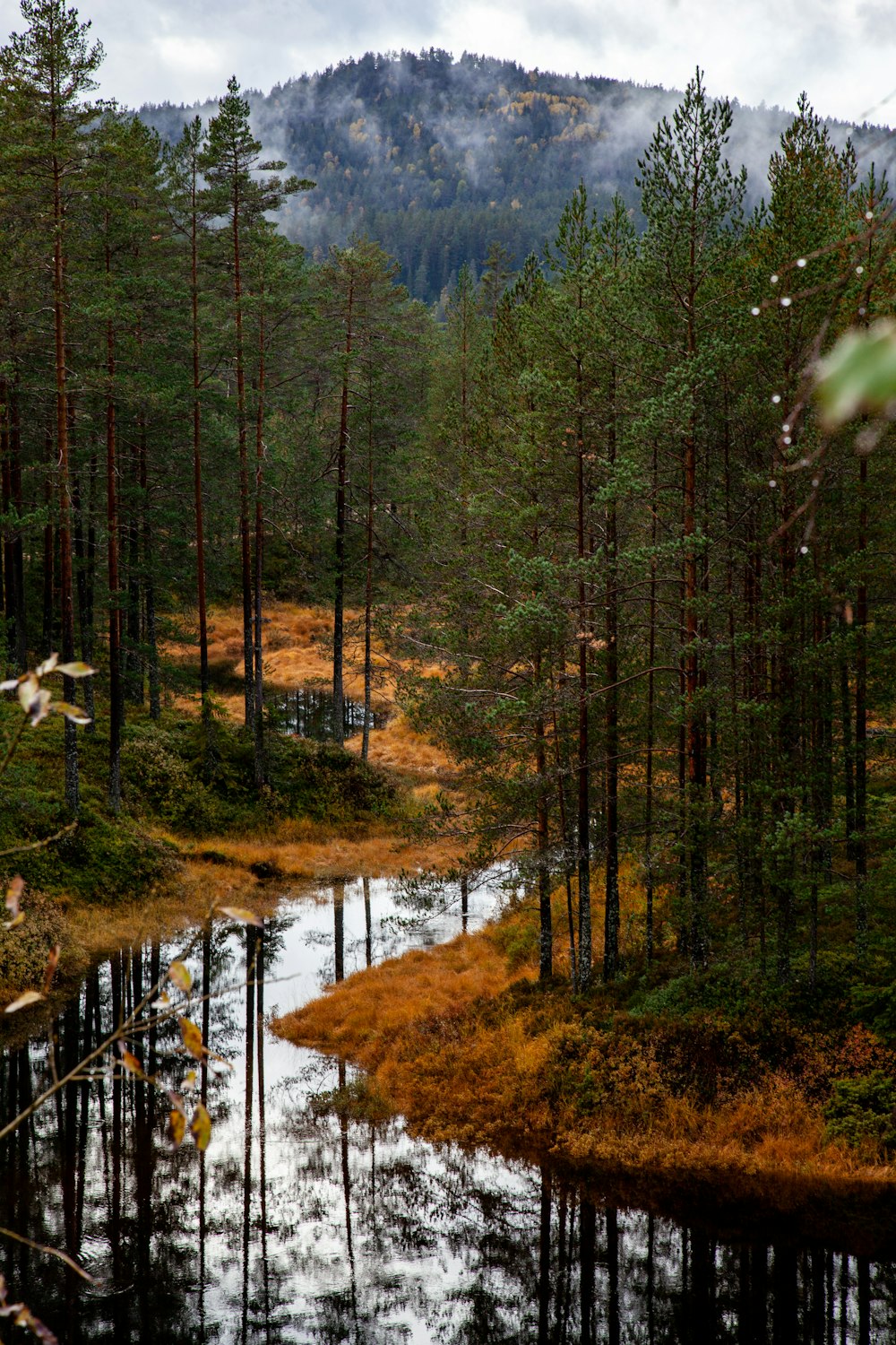 green trees on brown field during daytime