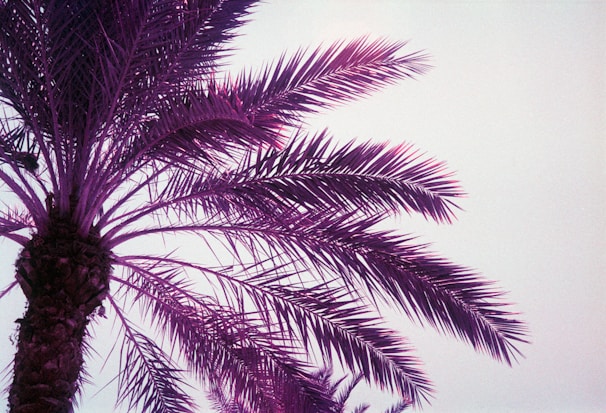 Close-up of a palm tree leaf with a rich purple backdrop and the soft glimmer of a pool far behind.