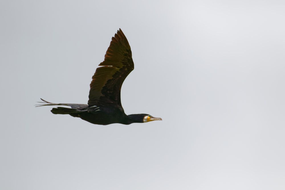 black and brown bird flying