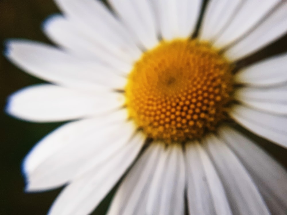 white daisy in bloom macro photography