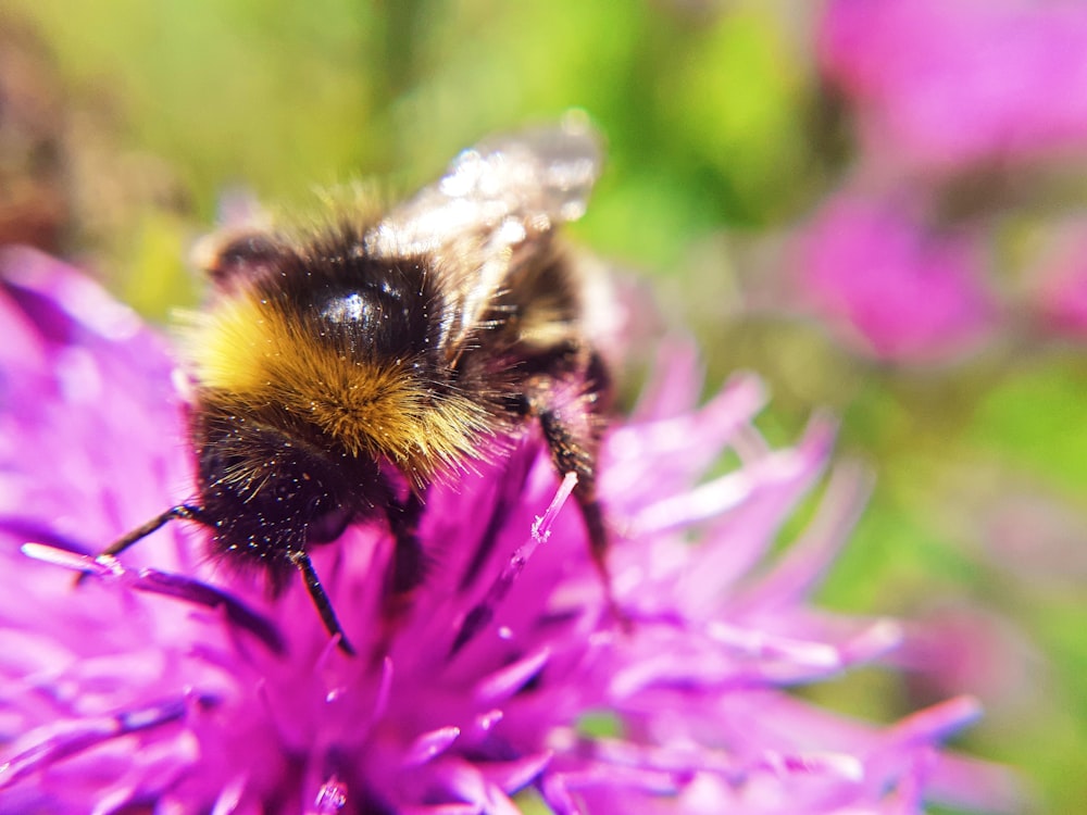 black and yellow bee on purple flower during daytime