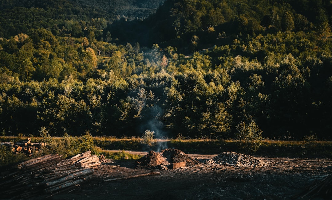 Forest photo spot Nehoiu Moieciu de Sus