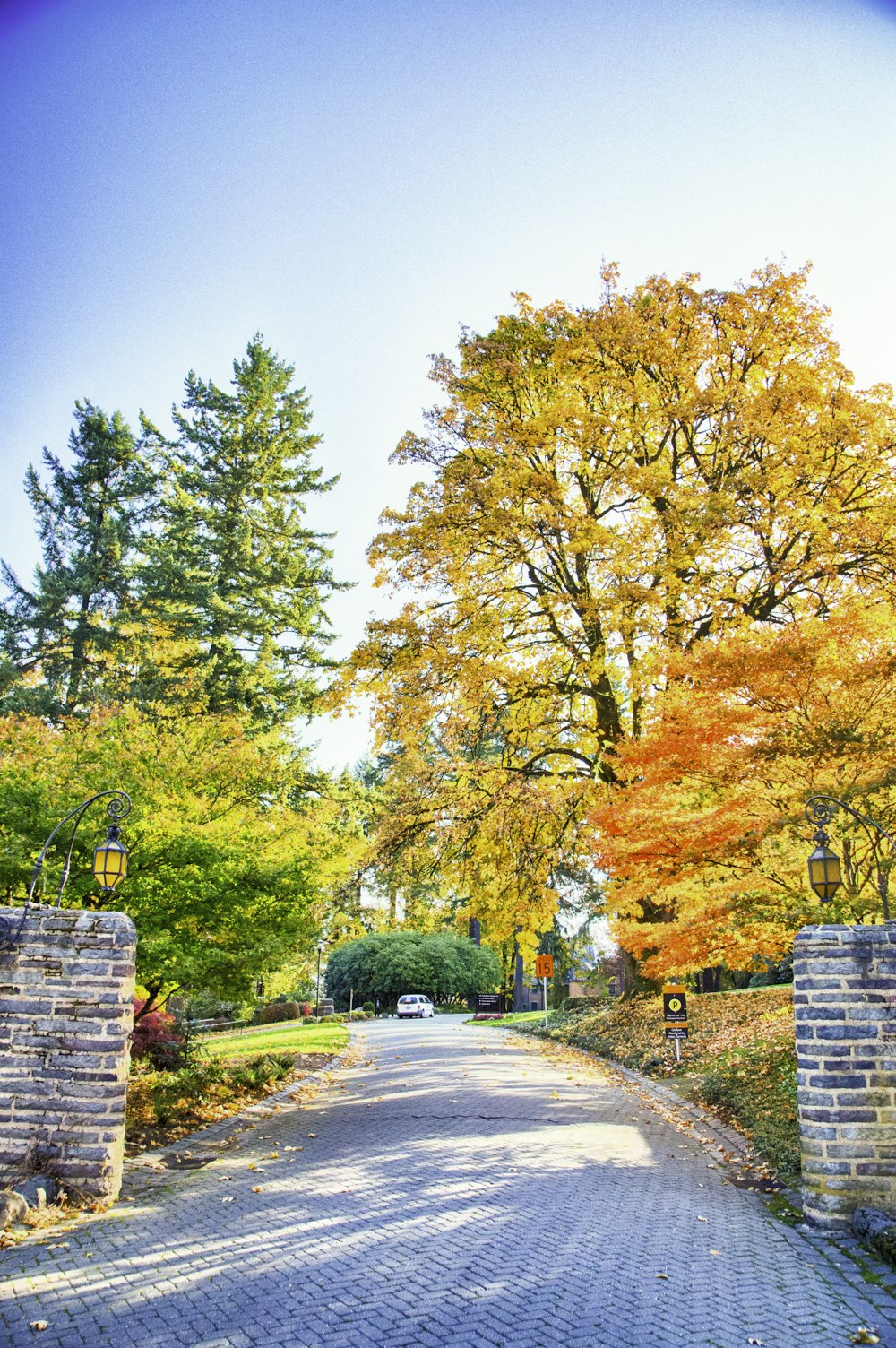 yellow and green trees beside gray concrete wall