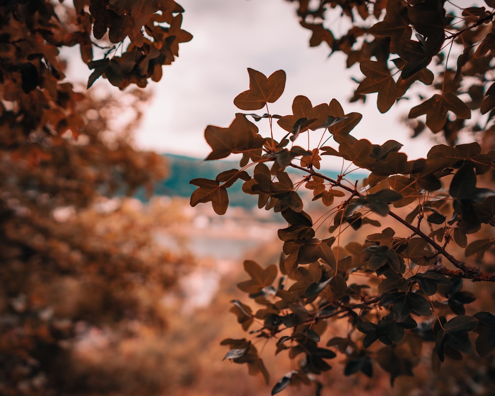 brown leaves on brown tree branch during daytime