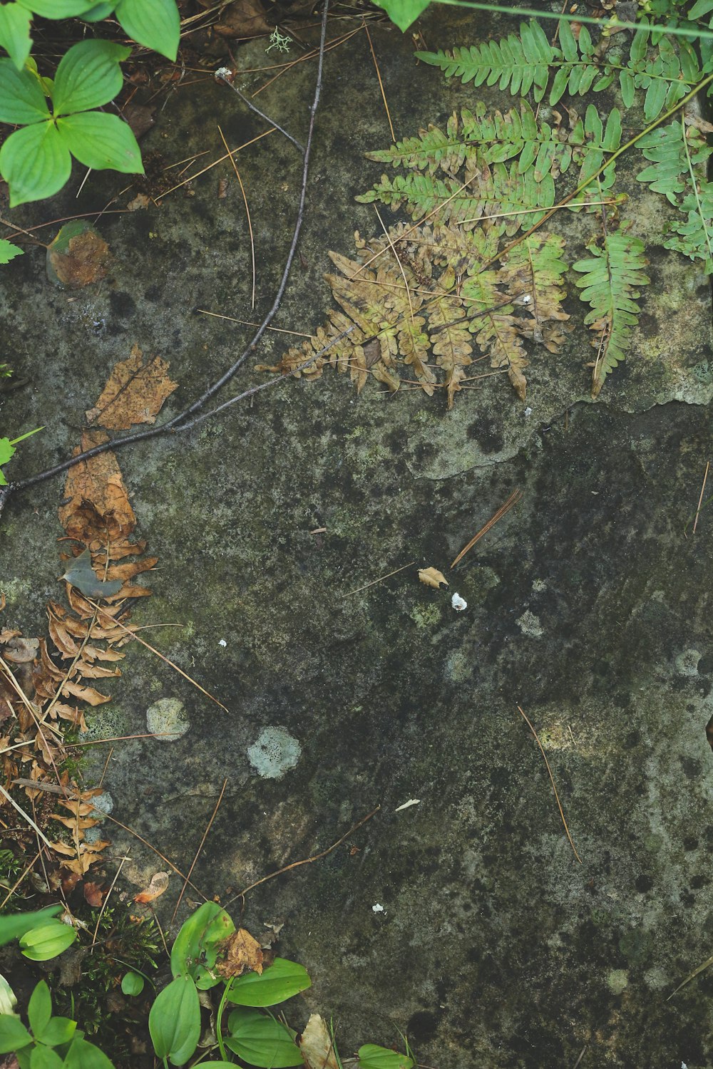 brown dried plant on black and gray concrete floor