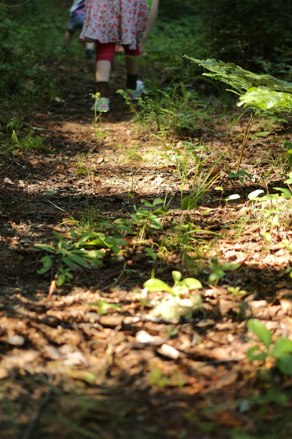 green grass on brown soil