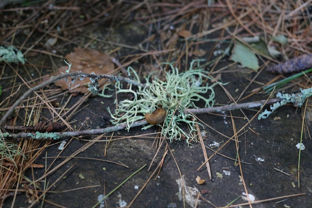 green plant on brown soil