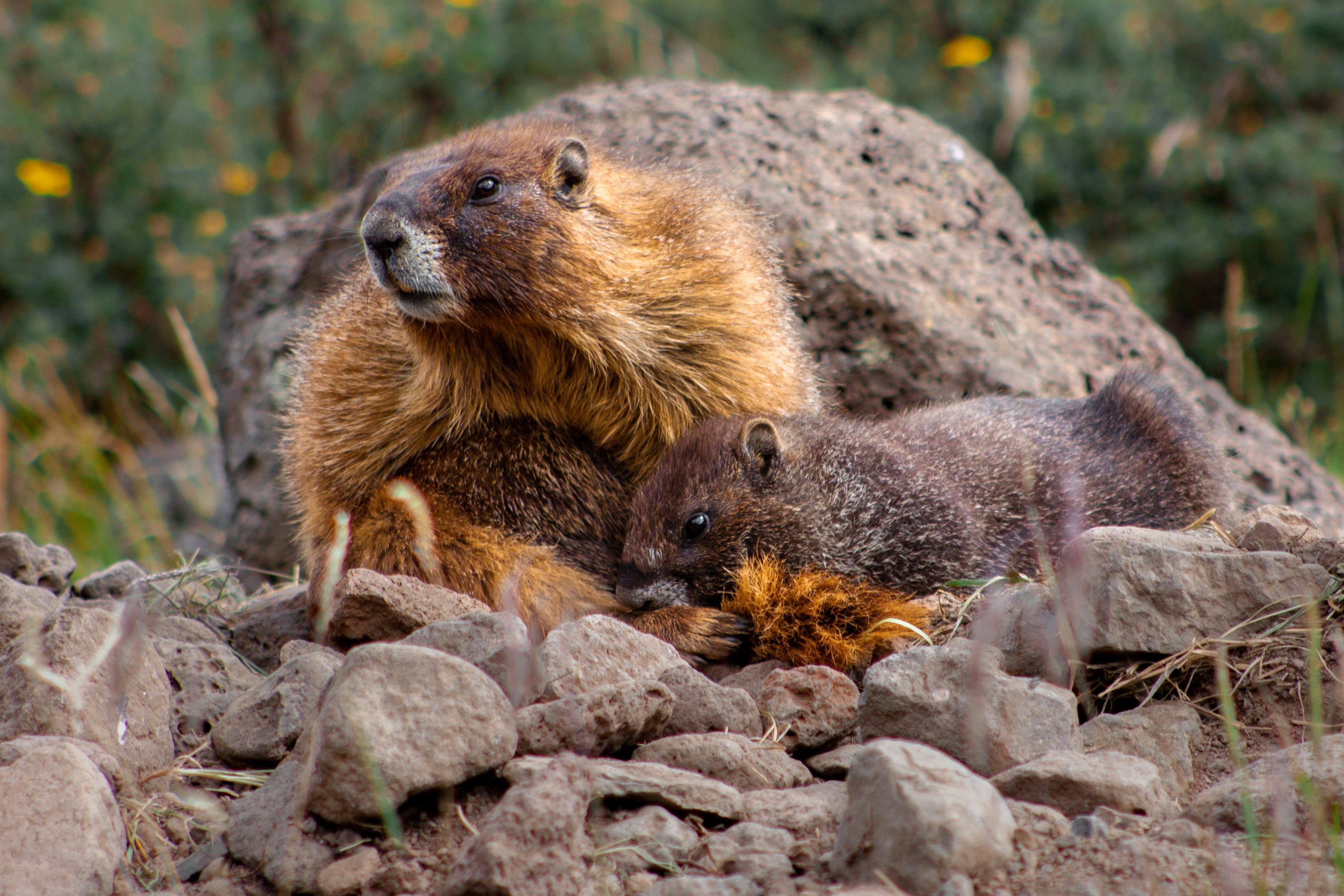 Marmots