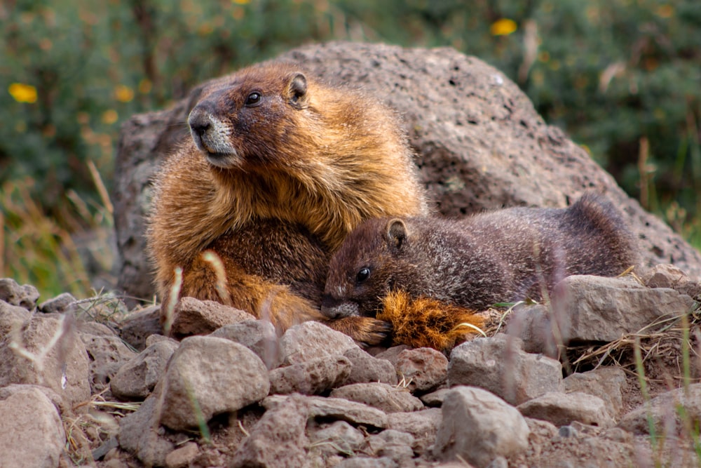 brown rodent on gray rock during daytime